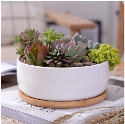 Round Ceramic and Bamboo Succulent Planter in White