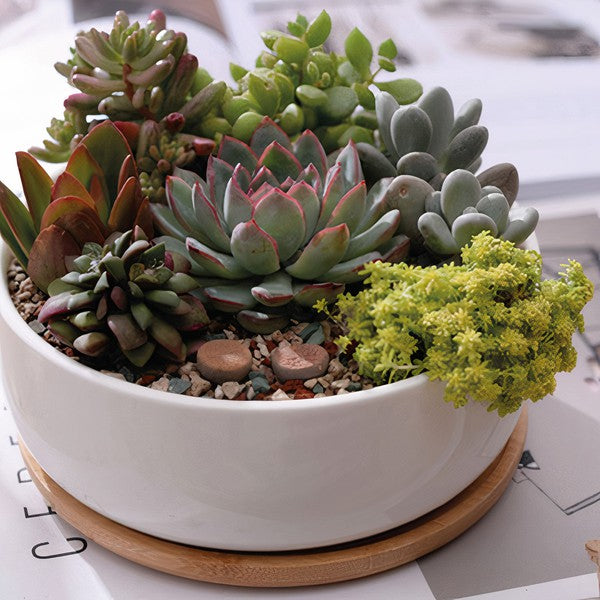 Round Ceramic and Bamboo Succulent Planter in White