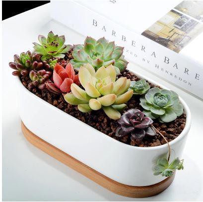 Elongated Ceramic and Bamboo Succulent Planter in White