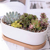 Elongated Ceramic and Bamboo Succulent Planter in White