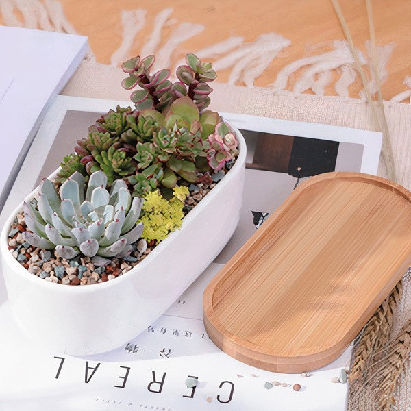 Elongated Ceramic and Bamboo Succulent Planter in White